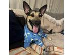 Adopt Gabby a German Shepherd Dog