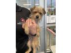 Adopt A711699 a Terrier
