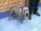 Adopt NOVA a Staffordshire Bull Terrier, Mixed Breed