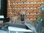 Adopt BIRDIE a German Shepherd Dog, Mixed Breed