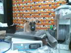 Adopt TWEETY a German Shepherd Dog, Mixed Breed