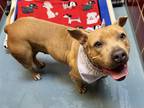 Adopt MISSY a Staffordshire Bull Terrier, Mixed Breed