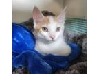 Adopt Bread & Butter Pickle a Domestic Short Hair