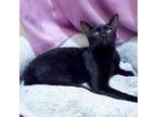 Adopt Blackberry a Domestic Short Hair, Oriental Short Hair