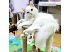 Adopt Perla a Domestic Long Hair, Turkish Van