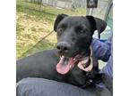 Adopt Azalea a Pit Bull Terrier, Black Labrador Retriever