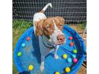 Adopt Penny a Pointer