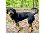 Adopt Tanya a Black and Tan Coonhound, Mixed Breed