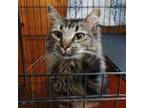 Adopt Gibby a Domestic Short Hair