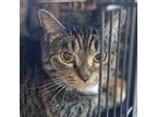 Adopt Stripes a Domestic Short Hair