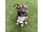 Adopt Lady Bug - Adoption Pending a Mixed Breed