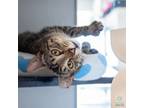 Adopt Nita a Domestic Short Hair