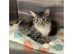 Adopt Berlin a Domestic Medium Hair