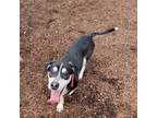 Adopt Wednesday a Terrier, Mixed Breed