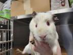 Adopt STELLA a Guinea Pig