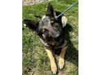 Adopt Stella a German Shepherd Dog, Mixed Breed