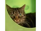 Adopt Morel a Domestic Short Hair