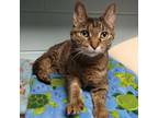 Adopt Star a Domestic Short Hair