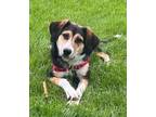 Adopt Juniper a Beagle, Mixed Breed