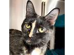 Adopt Mystif a Domestic Short Hair