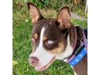 Adopt Peaches - Costa Mesa Location *Available 5/8 a Cattle Dog