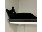 Adopt Wink (C000-162) - Costa Mesa Location a Domestic Short Hair