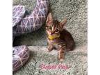 Adopt Sweet Pea a Domestic Short Hair