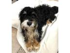 Adopt Pixie a Bernese Mountain Dog, Standard Poodle