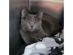 Adopt Taffy a Domestic Short Hair