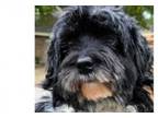 Adopt Peggy a Lhasa Apso, Poodle