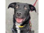 Adopt Mira a Labrador Retriever, Cattle Dog