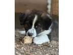 Adopt Taylor a Bernese Mountain Dog