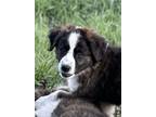 Adopt Neva a Bernese Mountain Dog