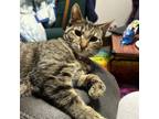 Adopt Beatrix (bonded with Brielle) a Domestic Short Hair