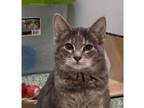 Adopt Brielle (bonded with Beatrix) a Domestic Short Hair