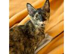 Adopt Wednesday a Domestic Short Hair