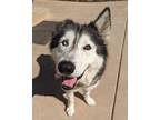 Adopt Sasha a Siberian Husky