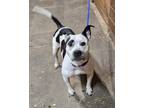 Adopt Cookie a Cattle Dog, Pit Bull Terrier