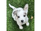Adopt Payton a Cattle Dog, Mixed Breed