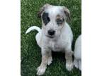 Adopt Addison a Cattle Dog, Mixed Breed