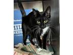 Adopt Sylvia a Domestic Medium Hair