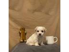 Maltipoo Puppy for sale in Temecula, CA, USA