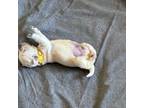 Golden Retriever Puppy for sale in Jamul, CA, USA
