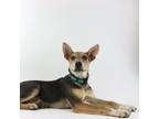 Adopt Poppy a German Shepherd Dog, American Staffordshire Terrier