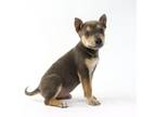 Adopt Poppy a German Shepherd Dog, American Staffordshire Terrier