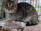 Adopt Graphite a Domestic Short Hair