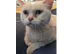 Adopt Misty Bella a Persian