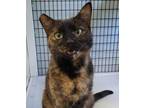 Adopt Petunia a Domestic Short Hair