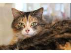 Adopt Honey a Domestic Medium Hair, Domestic Short Hair