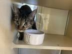 Adopt Cassandra a Domestic Short Hair